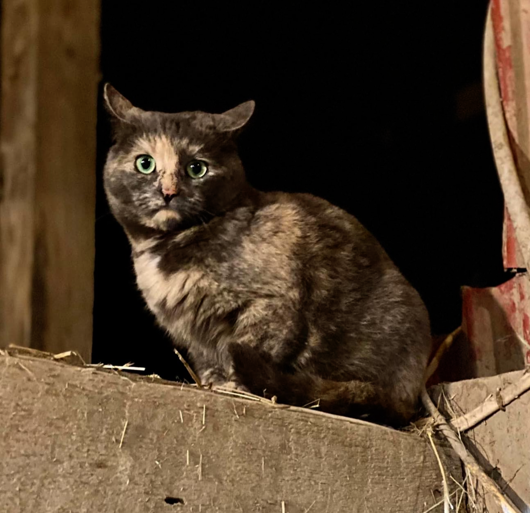 Cinque the cat